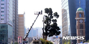 목욕중인 천년향