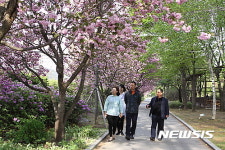 겹벚꽃길 따라