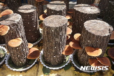 국립검봉산자연휴양림 버섯재배 체험하세요