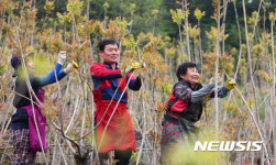 주)제이에스지 피죤진천공장 구내식당 | '옻순 드세요'