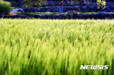 저녁 햇살에 물드는 밀밭