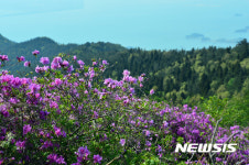 망운산 철쭉 활짝