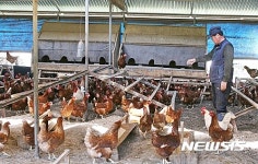 단양군 AI 미발생 이유 있었네 동물복지 인증 전국 최고