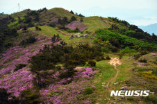 철쭉 핀 망운산 등산로