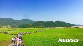 순천만습지, 바람에 일렁이는 초록 갈대숲
