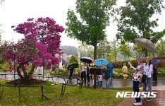 150살 순천만국가정원 철쭉 인기