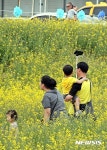군산꽁당보리축제, 유채꽃 광장