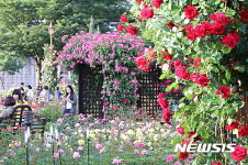 [달서소식]달서구 장미 꽃 필 무렵 개최 등