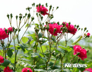 꽃 봉우리 터뜨리는 밀양의 장미