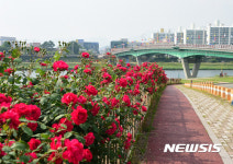 밀양아리랑대축제를 알리는 장미