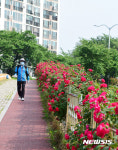 장미꽃 길 산책하는 밀양 시민