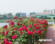 밀양의 명품 가곡동 장미길