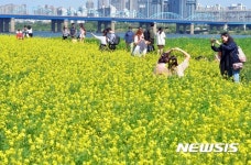 한강변 유채꽃 찾은 시민들