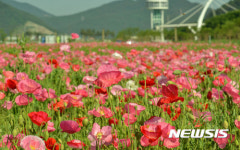 꽃 양귀비의 천국 양산 황산공원