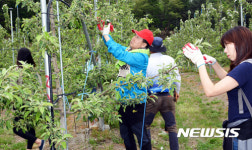 농협안심축산, 자매결연 마을 찾아 구슬땀