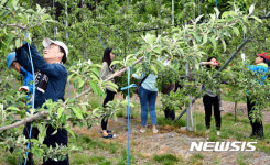 농협안심축산, 자매결연 마을에서 사과 적화 작업 구슬땀