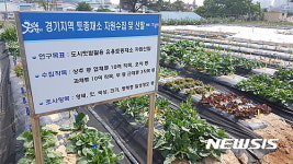 사라졌던 토종채소, 밥상 위에 오른다