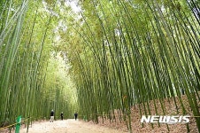 울산 중구, 태화강 십리대밭 장애없는 열린관광지 조성 착수