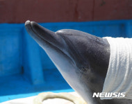 고향 내음 맡아보는 금등이