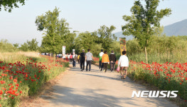 밀양 양귀비 꽃길과 함께하는 초동 연가길 걷기 성황