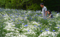 들꽃마루 가득한 수레국화와 안개초