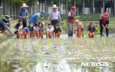 벼농사 모내기 체험