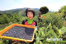 지리산 청정골 블루베리 수확 한창