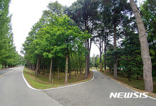 천안 성환종축장에 조성된 메타세콰이어 군락지