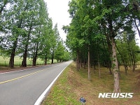천안 성환종축장 메타세콰이어 길