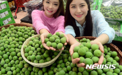 제철 맞은 경남 하동산 햇 매실 드세요