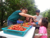 [음성소식]갑산 체리마을 축제 10∼11일 개최 등 