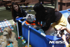 롯데백 일산점, 펫 위한 수영장 운영