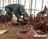 살처분 기다리는 닭