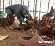 군산 오골계 농장, 고병원성 AI로 확진…부산 기장·파주도 고병원성