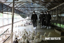  부산농협, AI확산 방지 위해 생석회·방역복·소독약 지원