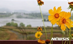 충주 남한강 물안개와 금계화