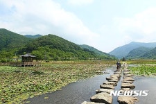 고성군 상리 연꽃공원 수련 만개