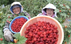 몸에 좋은 유기농 복분자 드세요