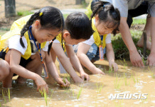모내기 체험하는 어린이들