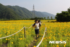 금계국 꽃길따라