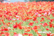 원주 서곡리 용수골 꽃양귀비축제 개막