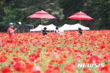 원주 꽃양귀비축제서 관광객이 꽃양귀비 향긋함에 취해
