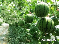 경남 합천군, 애플수박 출하 앞둬