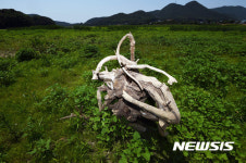 가뭄에 숲 이룬 덕우저수지