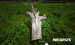 숲처럼 변한 덕우저수지