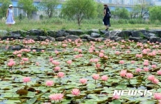 부산 삼락생태공원 연꽃 활짝