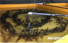 해마 어업소득 자원화···전국 유일 제주 해마 양식장 완공 