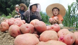 가뭄 이겨낸 컬러감자 드세요