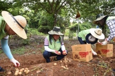 감자 수확하는 김병문 대표이사
