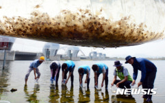 부산 낙동강서 동남참게 10만 마리 방류